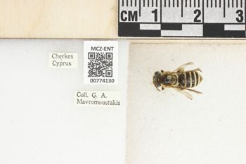 Media type: image;   Entomology 774130 Aspect: Labels